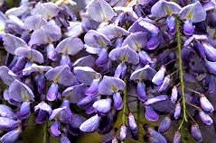 Bushcraft Foraging - Dangerous Plants to avoid - Hugginsattic