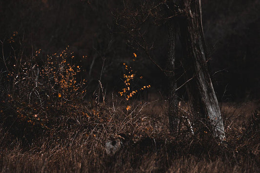 Essential Prepper Skills Every Survivalist Should Master - Hugginsattic