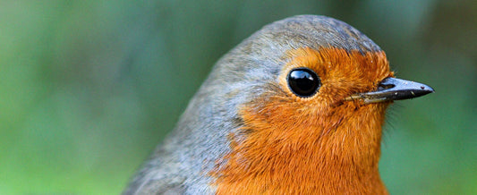Feed Wild Birds and support the RSPB - we do! - Hugginsattic