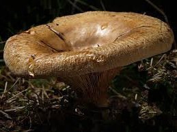 Foraging - Dangerous Funghi to Avoid - Safety First - Hugginsattic