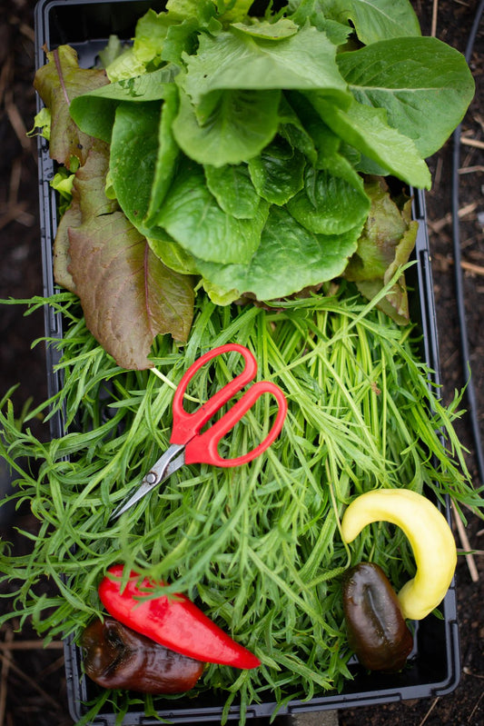 Homesteading Basics: Your Essential Guide to Self-Sufficiency - Hugginsattic