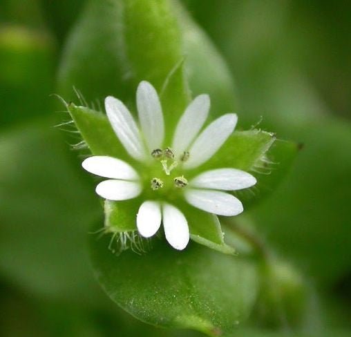 Plants to forage for in April for Bushcraft - Hugginsattic