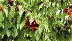 Plants to Forage for in July for Bushcraft - Hugginsattic