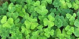 Plants to forage in May for Bushcraft - Hugginsattic