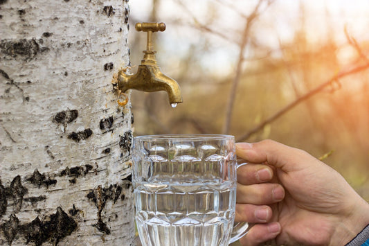 Tree Tapping - Birch Sap Recipes to try at home - Hugginsattic