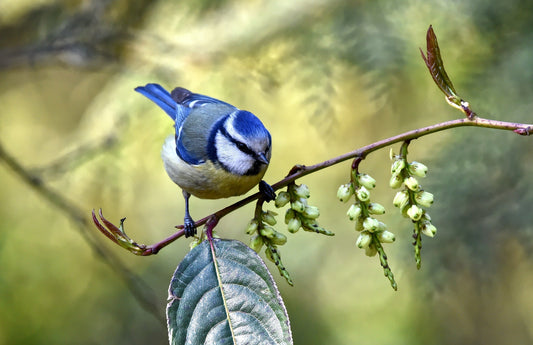 Wild Birds over Winter - What can we feed them? - Hugginsattic