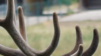 Antler Sundries - Hugginsattic