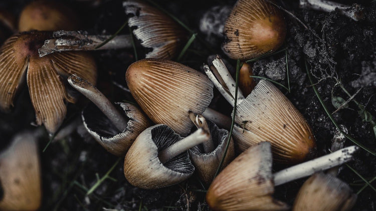 Foraging - Hugginsattic