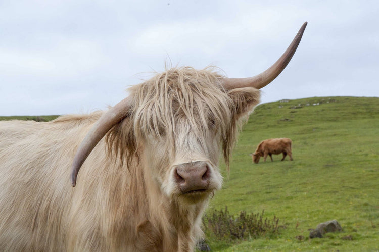 Horn - Hugginsattic