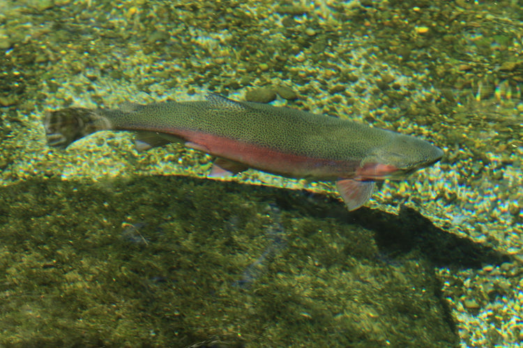Hunting & Fishing - Hugginsattic