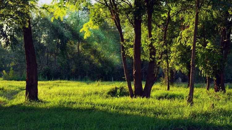 Outdoor Basics - Hugginsattic