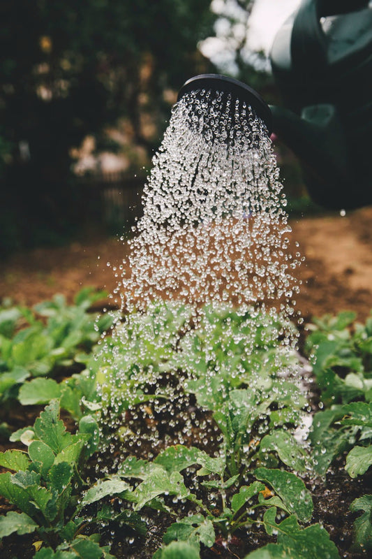 Building a Sustainable Food Supply: Tips and Tricks - Hugginsattic