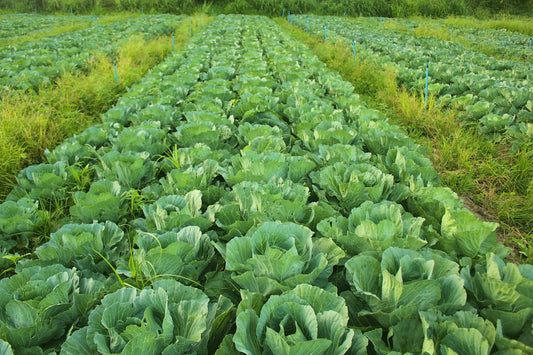 Crafting Your Sustainable Food Supply for Prepping - Hugginsattic