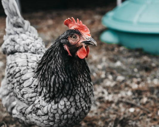 Embrace Freedom: Your Guide to Homesteading Basics and Becoming Self-Sufficient - Hugginsattic