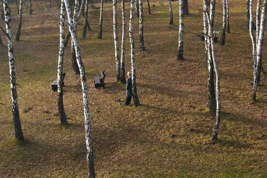 The Art of Birch Tapping: A Traditional Harvesting Method - Hugginsattic