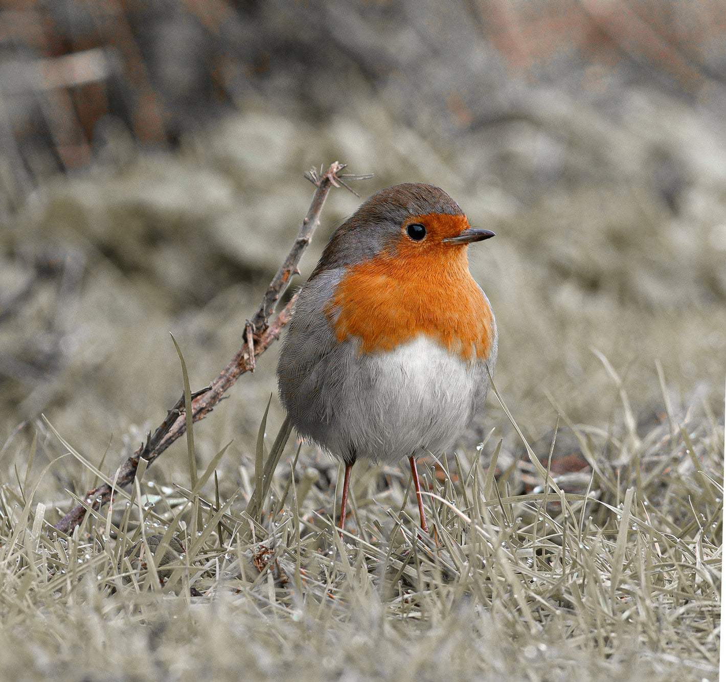 A Robin standing in in frosty and wet grass.