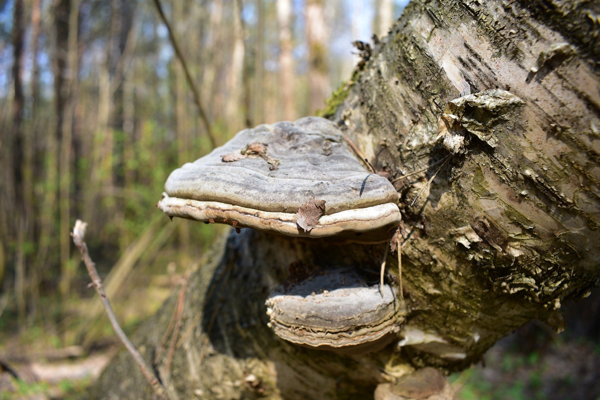 A fungus growing on a tree that can be used as tinder for a fire.