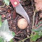 Mushroom Knife for foraging for funghi for food Mushroom Knife Hugginsattic    [Huggins attic]